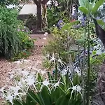 Casa Flora Garden * Sauzal