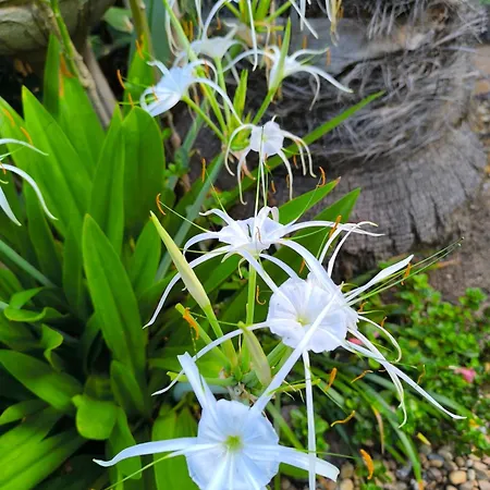 Casa Flora Garden Appartement El Sauzal