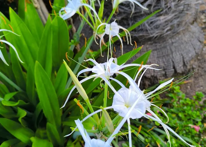 Casa Flora Garden 아파트 사우살